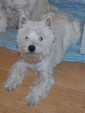 Sugar Star FCI, Hodowla West Highland White Terrier, West Highland White Terriery