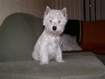 Sugar Star FCI, Hodowla West Highland White Terrier, West Highland White Terriery