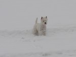 Sugar Star FCI, Hodowla West Highland White Terrier, West Highland White Terriery