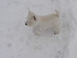 Sugar Star FCI, Hodowla West Highland White Terrier, West Highland White Terriery