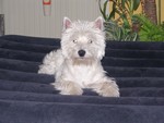 Sugar Star FCI, Hodowla West Highland White Terrier, West Highland White Terriery