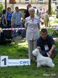 Sugar Star FCI, Hodowla West Highland White Terrier, West Highland White Terriery