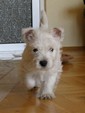Sugar Star FCI, Hodowla West Highland White Terrier, West Highland White Terriery