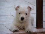 Sugar Star FCI, Hodowla West Highland White Terrier, West Highland White Terriery
