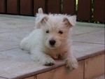 Sugar Star FCI, Hodowla West Highland White Terrier, West Highland White Terriery