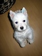 Sugar Star FCI, Hodowla West Highland White Terrier, West Highland White Terriery