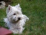 Sugar Star FCI, Hodowla West Highland White Terrier, West Highland White Terriery