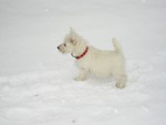 Sugar Star FCI, Hodowla West Highland White Terrier, West Highland White Terriery