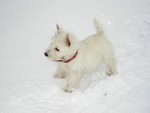 Sugar Star FCI, Hodowla West Highland White Terrier, West Highland White Terriery