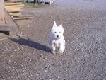 Sugar Star FCI, Hodowla West Highland White Terrier, West Highland White Terriery