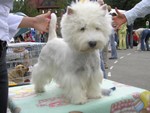 Sugar Star FCI, Hodowla West Highland White Terrier, West Highland White Terriery