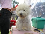 Sugar Star FCI, Hodowla West Highland White Terrier, West Highland White Terriery
