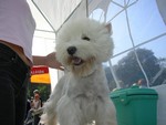 Sugar Star FCI, Hodowla West Highland White Terrier, West Highland White Terriery