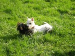 Sugar Star FCI, Hodowla West Highland White Terrier, West Highland White Terriery