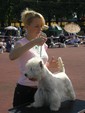 Sugar Star FCI, Hodowla West Highland White Terrier, West Highland White Terriery