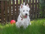 Sugar Star FCI, Hodowla West Highland White Terrier, West Highland White Terriery