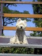 Sugar Star FCI, Hodowla West Highland White Terrier, West Highland White Terriery