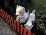 Sugar Star FCI, Hodowla West Highland White Terrier, West Highland White Terriery