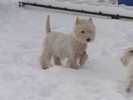 Sugar Star FCI, Hodowla West Highland White Terrier, West Highland White Terriery
