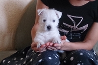 Sugar Star FCI, Hodowla West Highland White Terrier, West Highland White Terriery