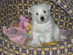 Sugar Star FCI, Hodowla West Highland White Terrier, West Highland White Terriery