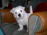Sugar Star FCI, Hodowla West Highland White Terrier, West Highland White Terriery