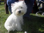 Sugar Star FCI, Hodowla West Highland White Terrier, West Highland White Terriery