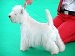 Sugar Star FCI, Hodowla West Highland White Terrier, West Highland White Terriery