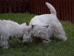 Sugar Star FCI, Hodowla West Highland White Terrier, West Highland White Terriery