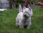 Sugar Star FCI, Hodowla West Highland White Terrier, West Highland White Terriery