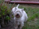 Sugar Star FCI, Hodowla West Highland White Terrier, West Highland White Terriery