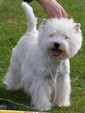Sugar Star FCI, Hodowla West Highland White Terrier, West Highland White Terriery