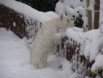 Sugar Star FCI, Hodowla West Highland White Terrier, West Highland White Terriery