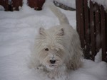 Sugar Star FCI, Hodowla West Highland White Terrier, West Highland White Terriery