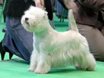 Sugar Star FCI, Hodowla West Highland White Terrier, West Highland White Terriery