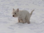 Sugar Star FCI, Hodowla West Highland White Terrier, West Highland White Terriery
