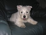 Sugar Star FCI, Hodowla West Highland White Terrier, West Highland White Terriery