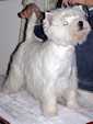 Sugar Star FCI, Hodowla West Highland White Terrier, West Highland White Terriery