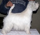 Sugar Star FCI, Hodowla West Highland White Terrier, West Highland White Terriery