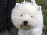 Sugar Star FCI, Hodowla West Highland White Terrier, West Highland White Terriery
