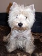 Sugar Star FCI, Hodowla West Highland White Terrier, West Highland White Terriery