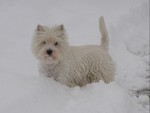 Sugar Star FCI, Hodowla West Highland White Terrier, West Highland White Terriery