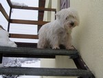 Sugar Star FCI, Hodowla West Highland White Terrier, West Highland White Terriery