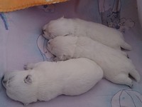 Sugar Star FCI, Hodowla West Highland White Terrier, West Highland White Terriery