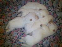 Sugar Star FCI, Hodowla West Highland White Terrier, West Highland White Terriery