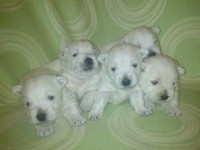 Sugar Star FCI, Hodowla West Highland White Terrier, West Highland White Terriery
