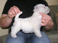 Sugar Star FCI, Hodowla West Highland White Terrier, West Highland White Terriery