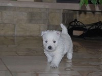 Sugar Star FCI, Hodowla West Highland White Terrier, West Highland White Terriery