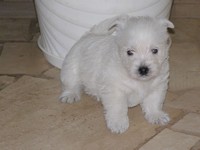 Sugar Star FCI, Hodowla West Highland White Terrier, West Highland White Terriery