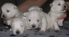 Sugar Star FCI, Hodowla West Highland White Terrier, West Highland White Terriery